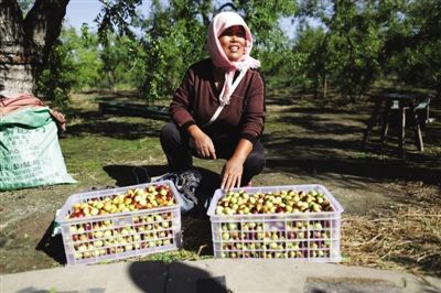 黃驊冬棗與梭子蟹齊名，但很多外地人并不知道它的好。