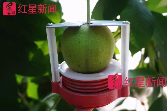 文玩核桃遇冷由幾萬一對降到5元沒人要？商戶否認