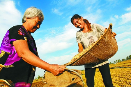 8月24日，內(nèi)黃縣城關鎮(zhèn)農(nóng)民在收獲早熟花生。