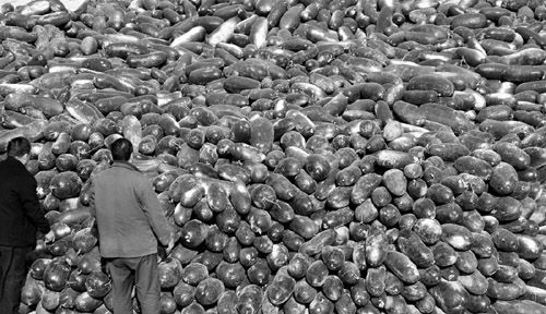 綠油油的冬瓜堆積如山。