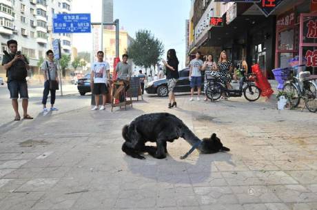 女子網(wǎng)購(gòu)羊駝被當(dāng)狗 女子網(wǎng)購(gòu)羊駝被當(dāng)狗
