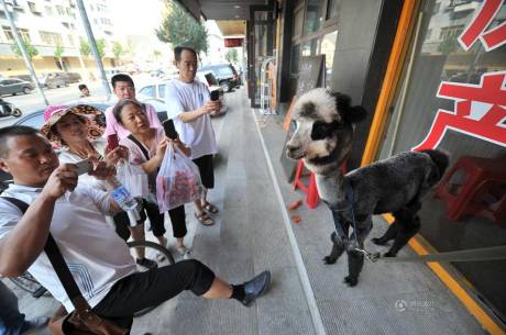 女子網(wǎng)購(gòu)羊駝被當(dāng)狗 女子網(wǎng)購(gòu)羊駝被當(dāng)狗