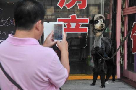 女子網(wǎng)購(gòu)羊駝被當(dāng)狗 女子網(wǎng)購(gòu)羊駝被當(dāng)狗