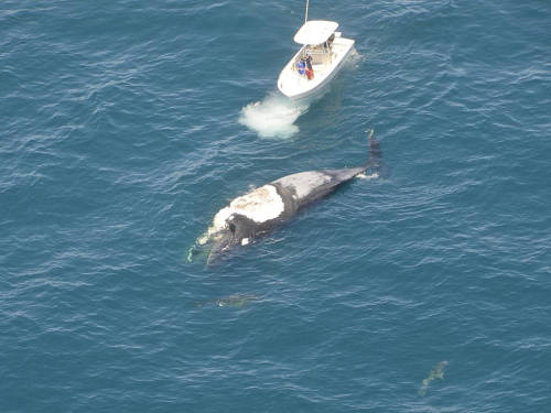 澳洲男子爬上鯨魚尸體 遭鯊魚群圍困 澳洲男子爬上鯨魚尸體 遭鯊魚群圍困