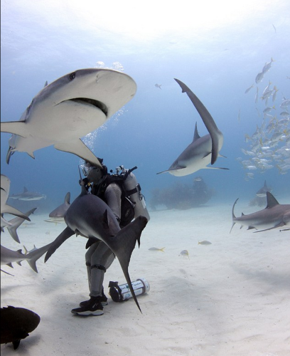 潛水員水下愛撫巨鯊將其催眠 潛水員水下愛撫巨鯊將其催眠