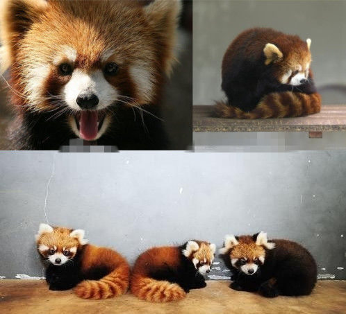 網(wǎng)友猜測三只小浣熊寓意歐弟老婆懷孕。