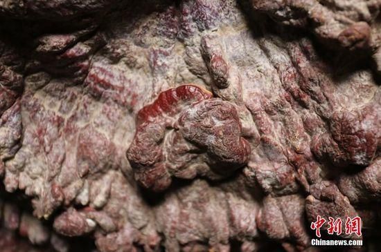 鄭州現(xiàn)巨型靈芝 最大直徑1.5米生長(zhǎng)年份超過(guò)200年