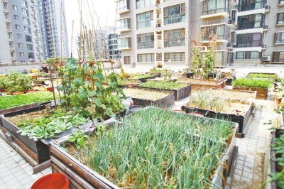  小區(qū)3層商鋪的樓頂是個(gè)大平臺(tái)，個(gè)人圍起來(lái)的“小菜園”約有50多個(gè)。