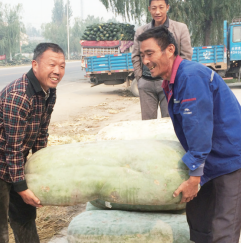 新鄉(xiāng)菜農(nóng)種出“巨無霸”冬瓜 重150斤需兩個壯漢抬
