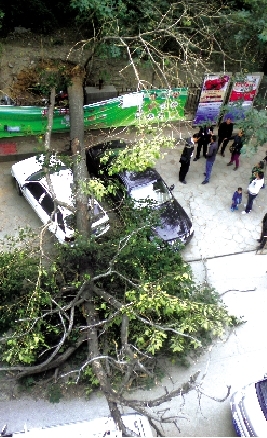 商城遺址城墻上老桐樹(shù)倒下砸仨車 商城遺址城墻上老桐樹(shù)倒下砸仨車