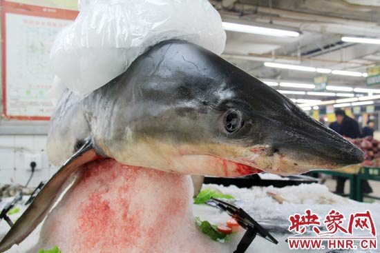 這條鯊魚長約1.5米，寬約0.5米，上身被碎冰覆蓋，保存較完整。