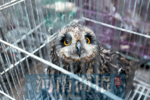 鄭州女子販鷹被查 舉報(bào)鄰居是“販鷹大戶”遭對方回?fù)? alt=