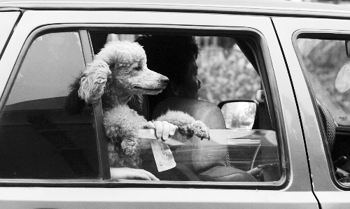 再帶著寵物出門坐出租車，可得想好了