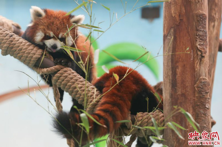 憨態(tài)可掬的小熊貓備受小朋友們的喜愛。