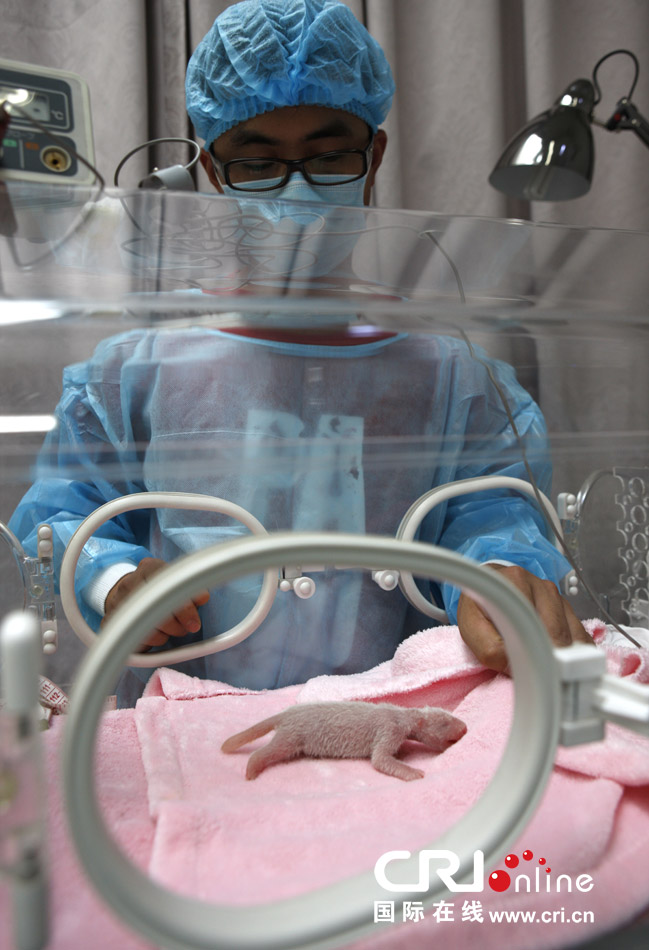 2013年7月11日，成都大熊貓繁育研究基地月亮產(chǎn)房，工作人員在照顧新生大熊貓寶寶。