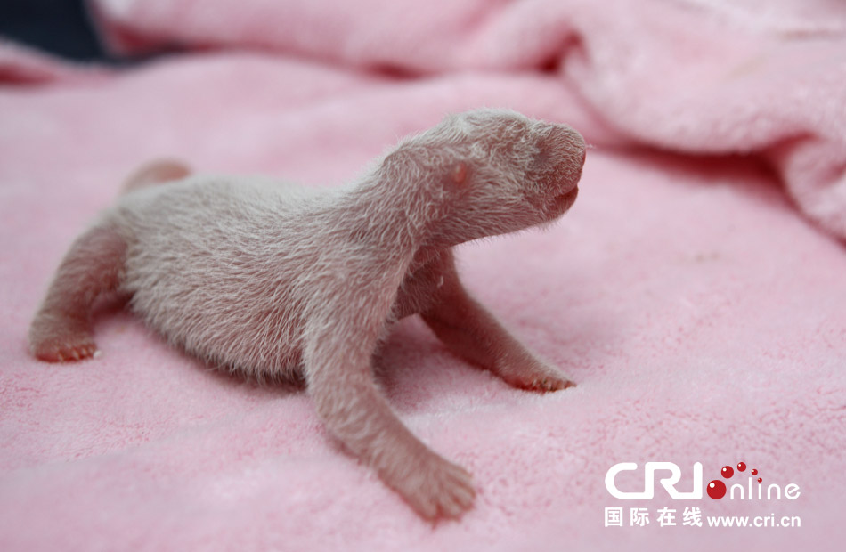 2013年7月11日，成都大熊貓繁育研究基地月亮產(chǎn)房，新生大熊貓寶寶在育嬰箱里憨態(tài)可掬。