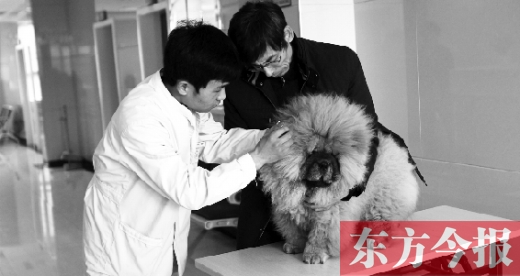 在一家大型寵物醫(yī)院里，生病的狗狗正在接受治療