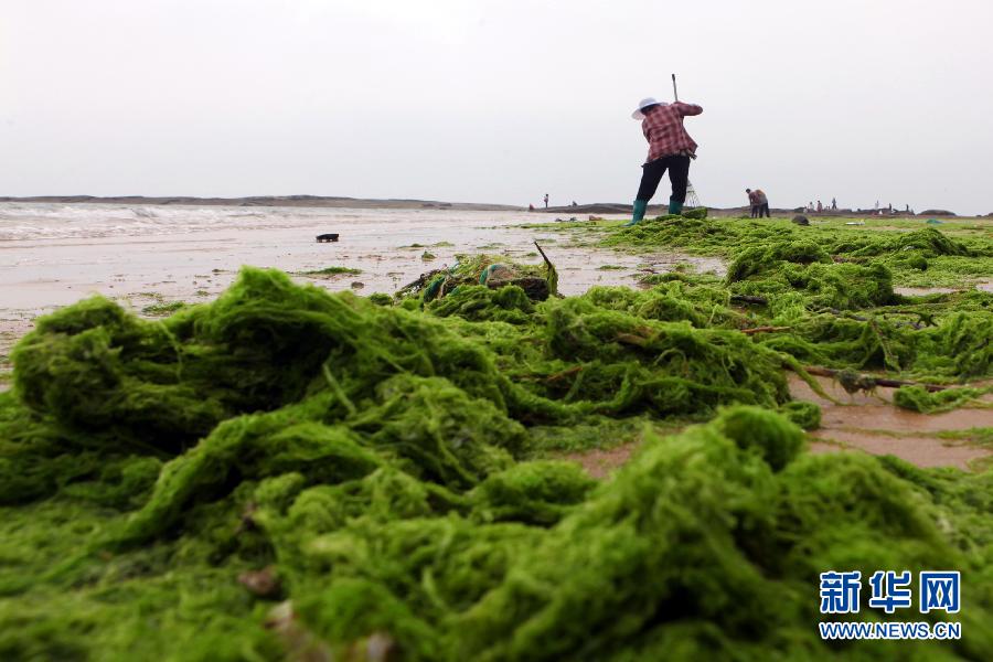 6月10日，山東日照市萬平口景區(qū)管理部門組織工作人員在清理海灘上的滸苔。
