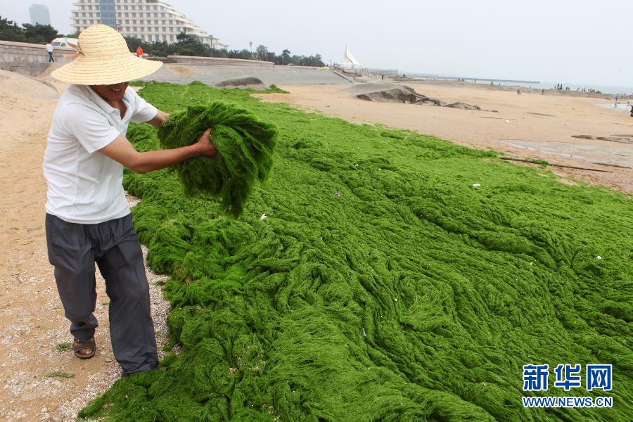 6月10日，山東日照市萬平口景區(qū)管理部門組織工作人員在清理海灘上的滸苔。