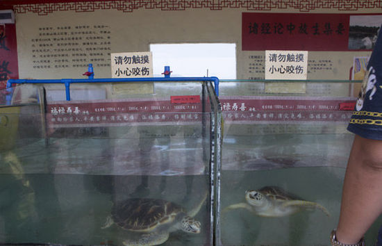 三亞放生海龜最高價(jià)5萬元 景區(qū)稱不會抓回再賣