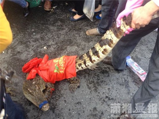 車上的鱷魚(yú)爬上路面。記者 向帥