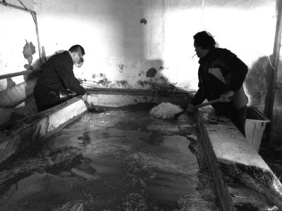 “黑作坊”的豆芽在臟亂不堪的水泥池中清洗。