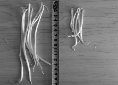 “黑作坊”制售的豆芽（左）和超市銷售的豆芽（右）長度形成鮮明對(duì)比。