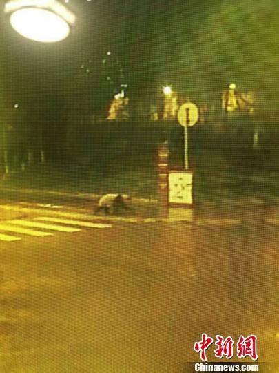 四川映秀鎮(zhèn)現野生大熊貓深夜逛街 疑徒步40公里
