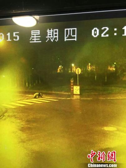 四川映秀鎮(zhèn)現野生大熊貓深夜逛街 疑徒步40公里