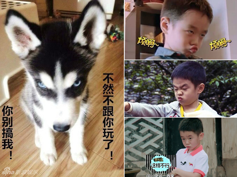 不小心就撞臉了！盤點動物界的明星相