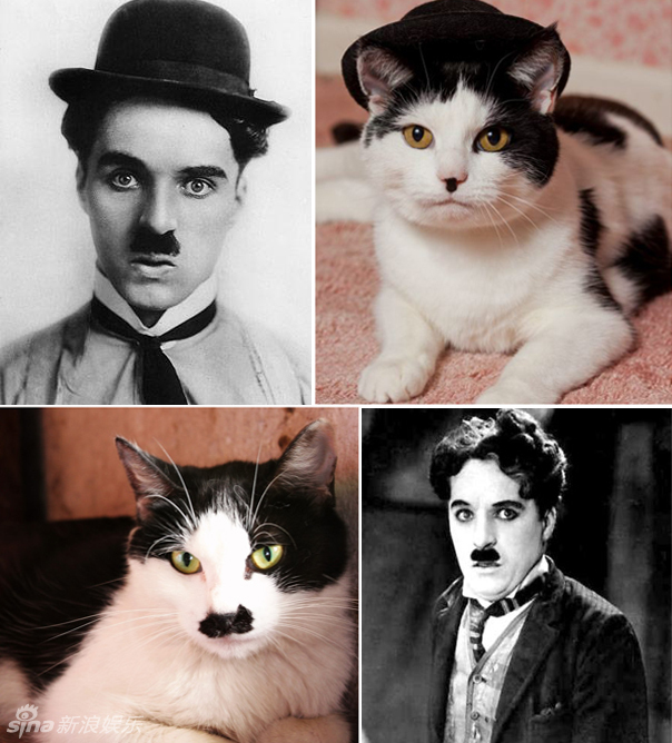 不小心就撞臉了！盤點動物界的明星相