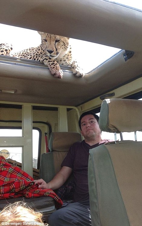 四目相對驚心動魄 獵豹車頂天窗伸頭凝視旅客 四目相對驚心動魄 獵豹車頂天窗伸頭凝視旅客