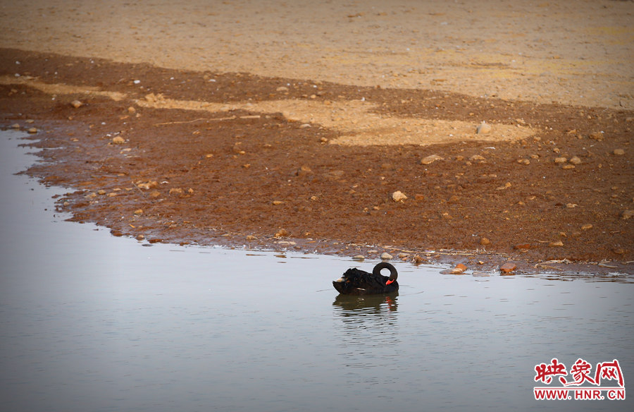 整理羽毛 整理羽毛
