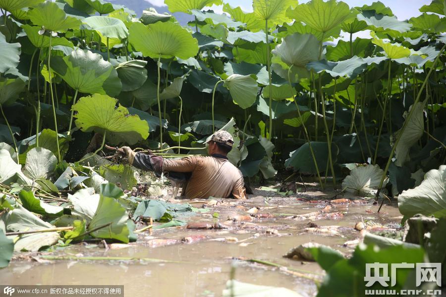 挖藕人日工作8小時 月入過萬 挖藕人日工作8小時 月入過萬