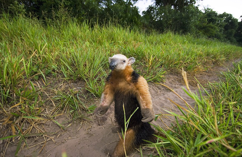 這頭食蟻獸站起來(lái)是想在車前顯得自己更高大一點(diǎn)。（網(wǎng)頁(yè)截圖）