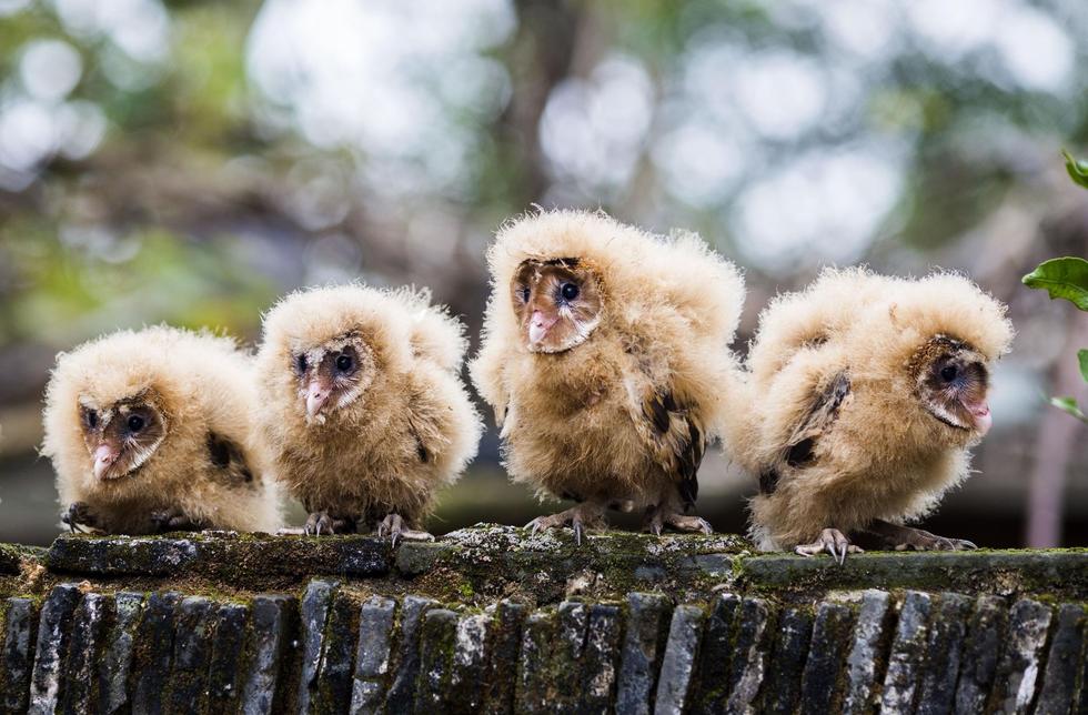 日前，九江市都昌縣蔡嶺鎮(zhèn)的曹女士上山采茶籽時，撿到5只可愛的雛鳥。經(jīng)野保工作人員鑒定，這5只雛鳥為國家二級野生保護動物猴面鷹，目前已被送往鳥類保護組織進行救護。
