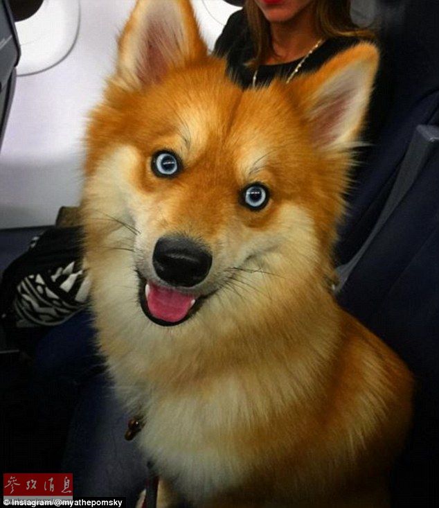 狐貍還是狗？藍眼睛萌寵走紅網(wǎng)絡