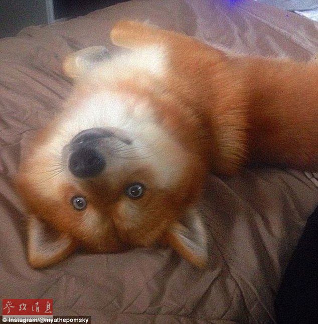 狐貍還是狗？藍眼睛萌寵走紅網(wǎng)絡