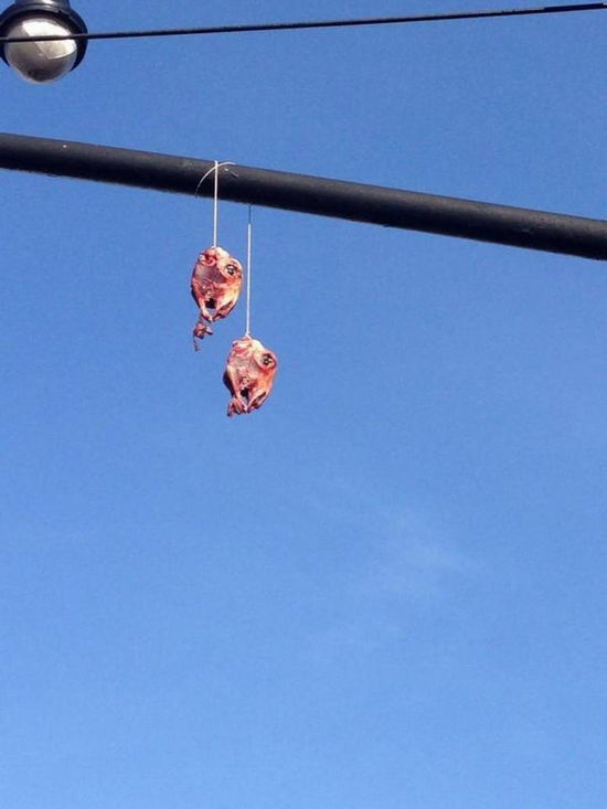 紐約布魯克林街頭現(xiàn)剝皮羊頭 疑是惡作劇(圖) 紐約布魯克林街頭現(xiàn)剝皮羊頭 疑是惡作劇(圖)