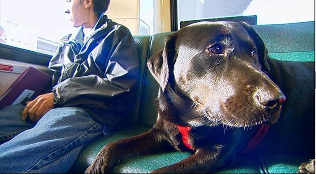 伊柯麗斯(Eclipse)搭乘公車。