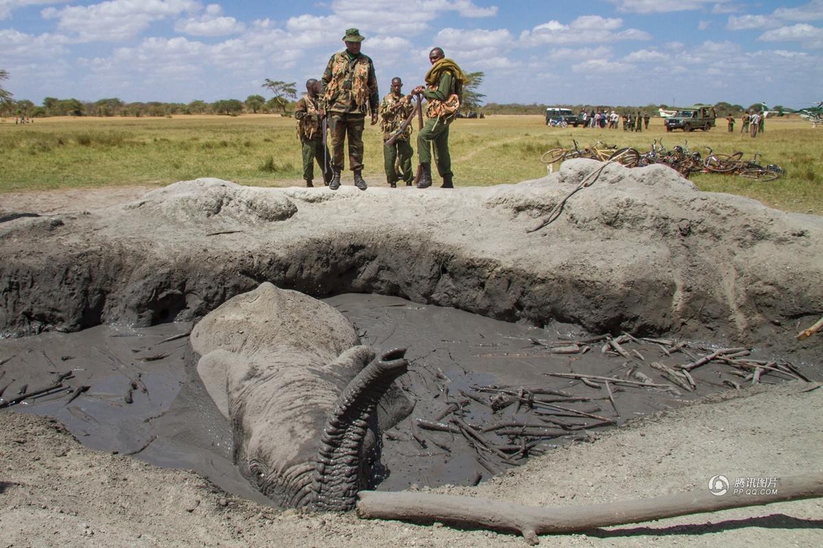 肯尼亞用挖掘機(jī)救身陷泥坑大象 肯尼亞用挖掘機(jī)救身陷泥坑大象