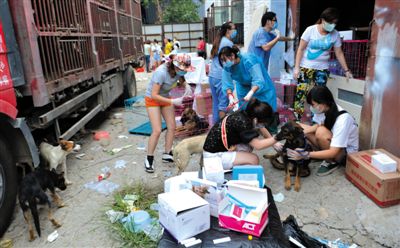 昨日下午，志愿者對攔截下來的狗逐一檢查，分類進行管理。新京報記者 吳江 攝