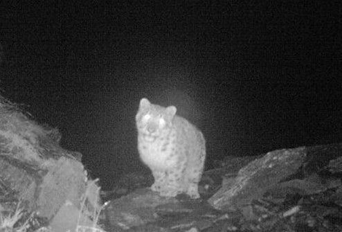 四川臥龍拍到珍稀雪豹“萌照” 腦袋斜歪(圖) 四川臥龍拍到珍稀雪豹“萌照” 腦袋斜歪(圖)