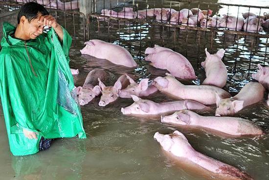 安徽六安被困生豬實(shí)為3000頭 80公斤以上送宰 安徽六安被困生豬實(shí)為3000頭 80公斤以上送宰