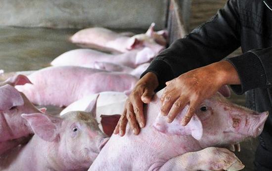 安徽六安被困生豬實(shí)為3000頭 80公斤以上送宰 安徽六安被困生豬實(shí)為3000頭 80公斤以上送宰