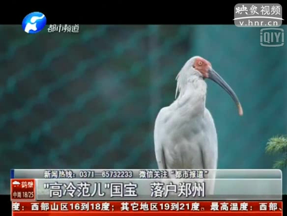 國(guó)家一級(jí)保護(hù)鳥類朱鹮落戶鄭州動(dòng)物園