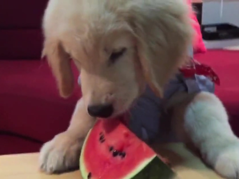 超萌金毛啃西瓜！夏天來(lái)了汪星人也要消暑?。? title=