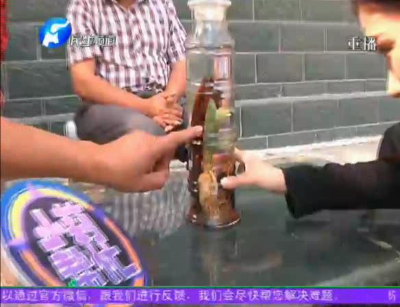 神奇！泡酒人參發(fā)芽長樹葉