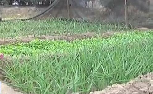 生態(tài)廊道變菜園 誰(shuí)干的？