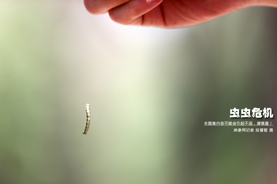 當小蟲子從樹上垂絲而下懸在半空中時，給路上的行人帶來諸多不便